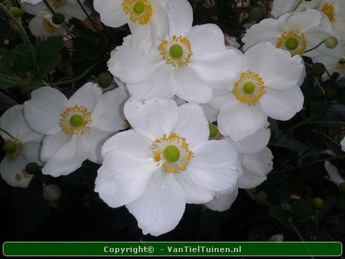 Anemone hybrida Honorine Jobert Annemoon