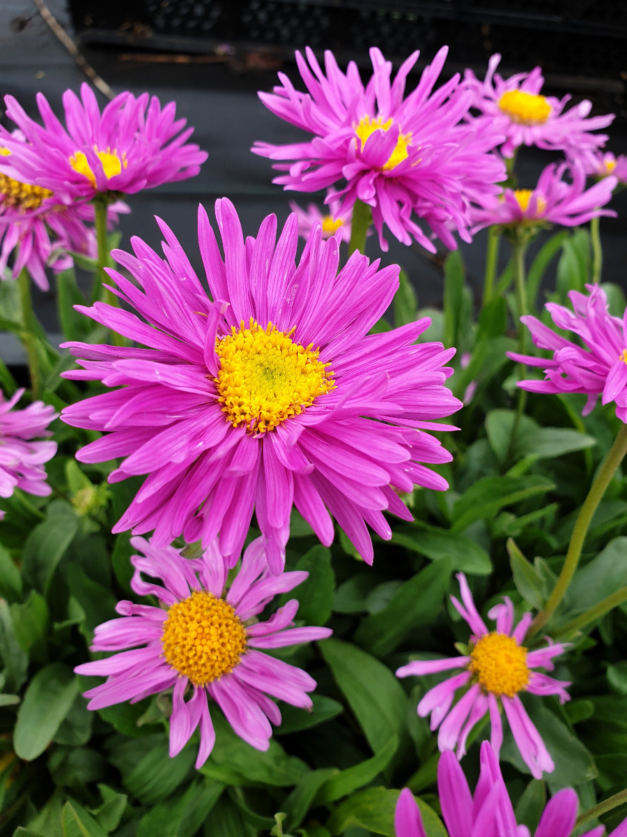 Aster alpinus 'Happy End' Alpenaster