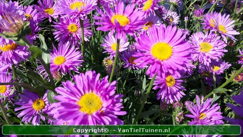 Aster alpinus 'Happy End' Alpenaster