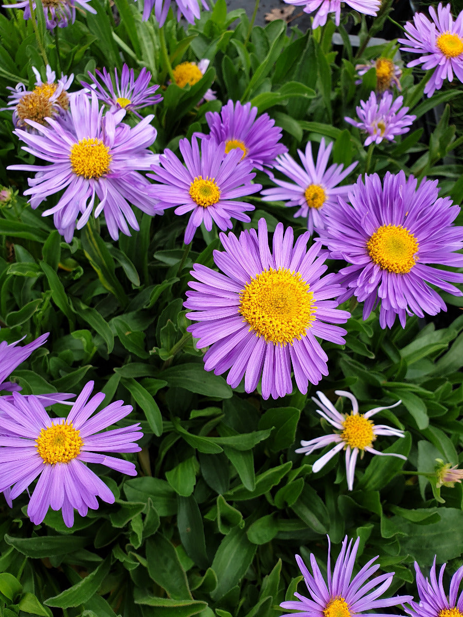 Aster alpinus Alpenaster