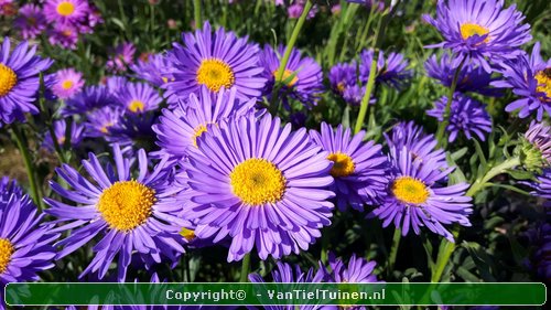 Aster alpinus Alpenaster