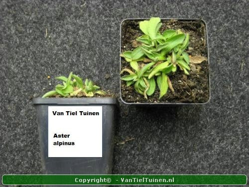 Aster alpinus Alpenaster herfst beeld