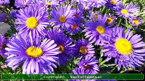 Aster alpinus Alpenaster