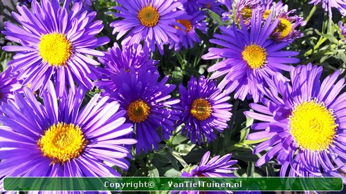Aster alpinus Alpenaster