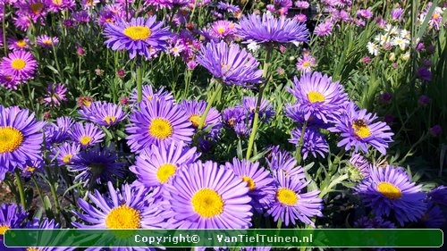 Aster alpinus Alpenaster