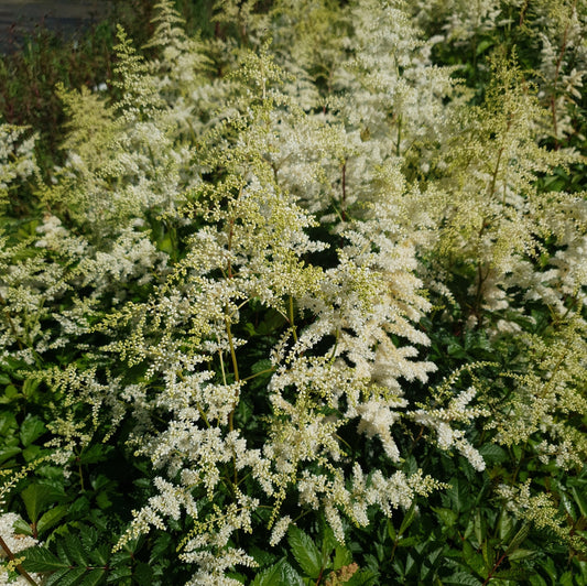 Astilbe Deutschland Witte Pluimspirea