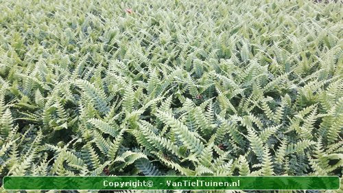 Dubbelloofvaren Blechnum spicant