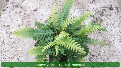 Dubbelloofvaren Blechnum spicant