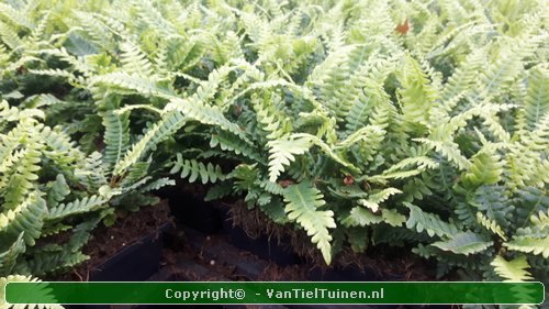 Dubbelloofvaren Blechnum spicant