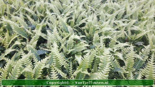 Dubbelloofvaren Blechnum spicant