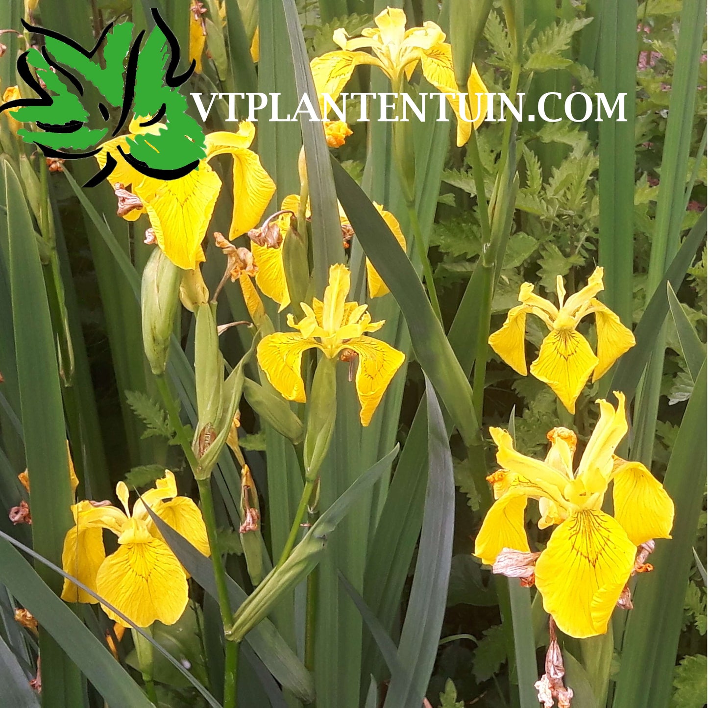 Gele lis Iris pseudacorus