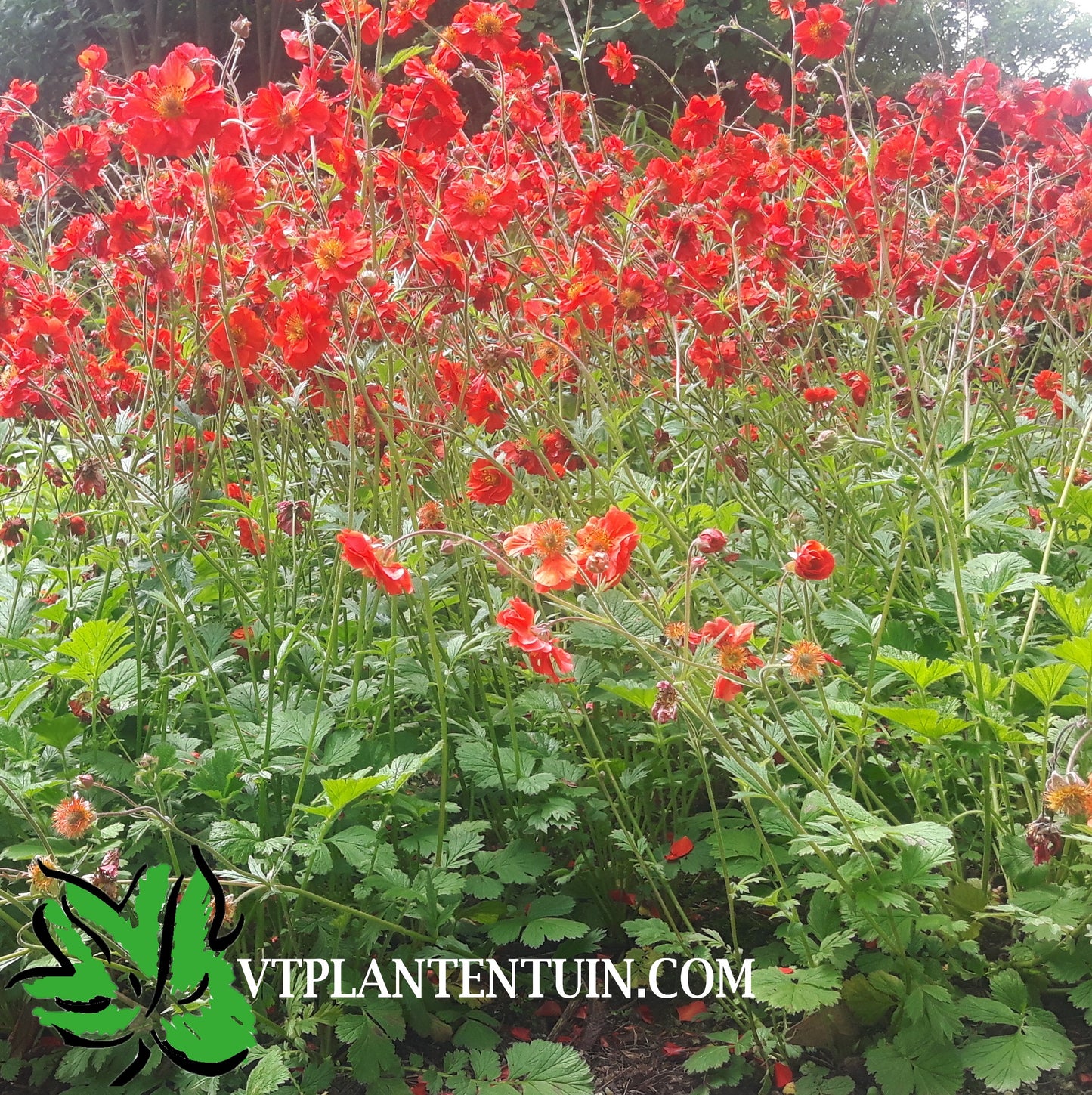 Geum chiloense 'Mrs. Bradshaw' Nagelkruid