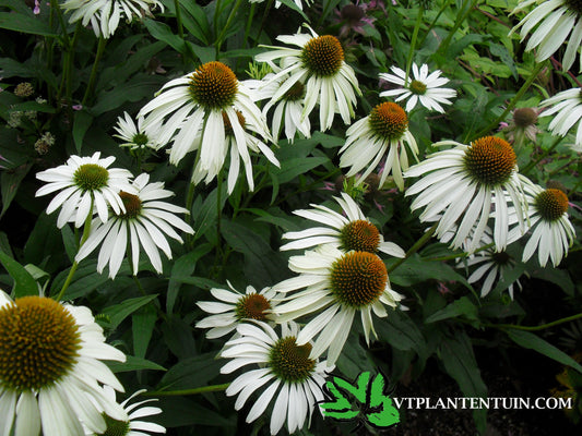 Echinacea purpurea Alba Witte zonnehoed