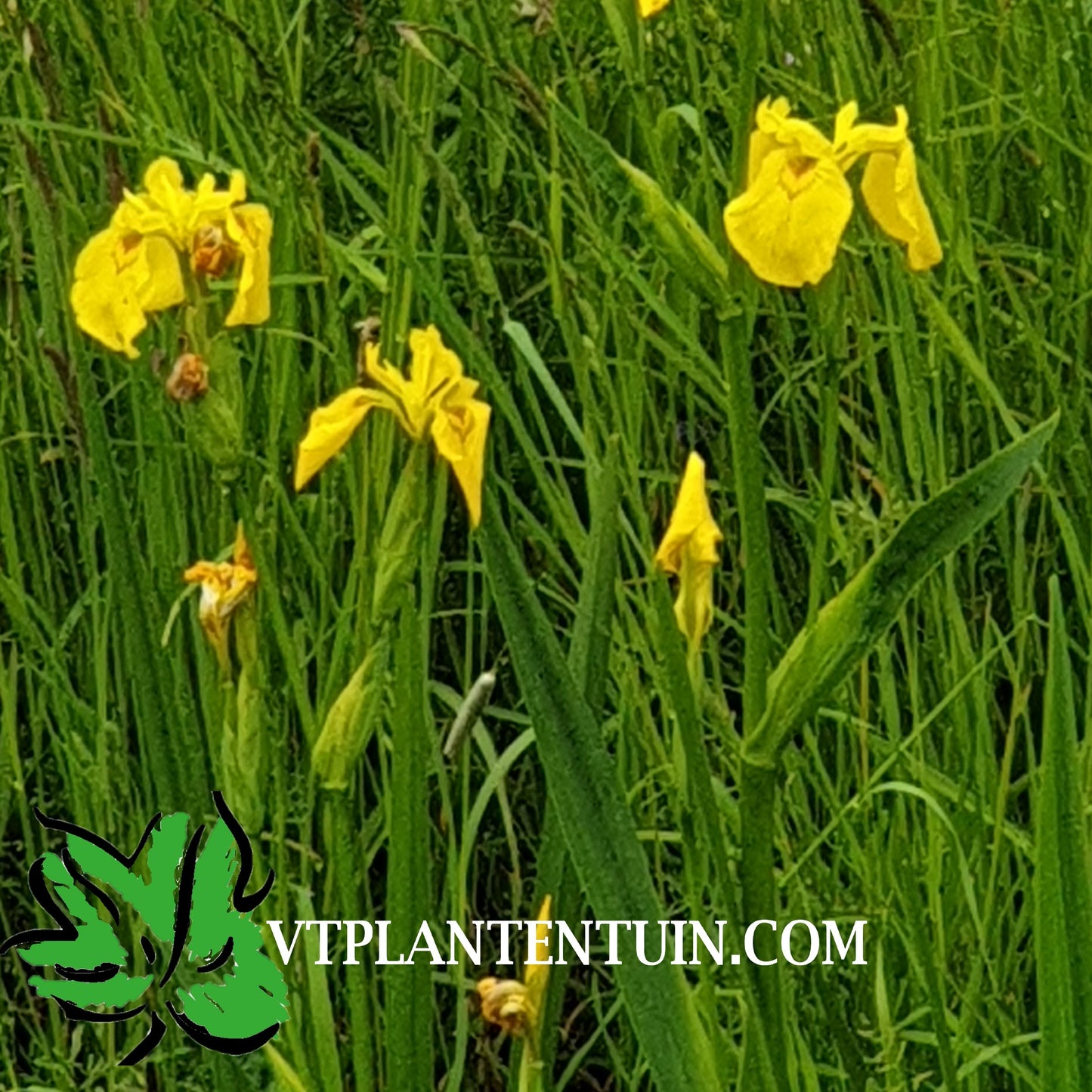 Gele lis Iris pseudacorus