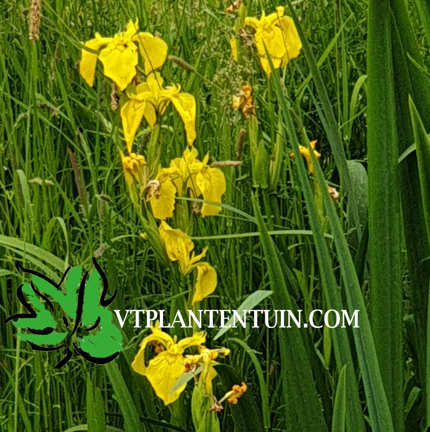 Gele lis Iris pseudacorus