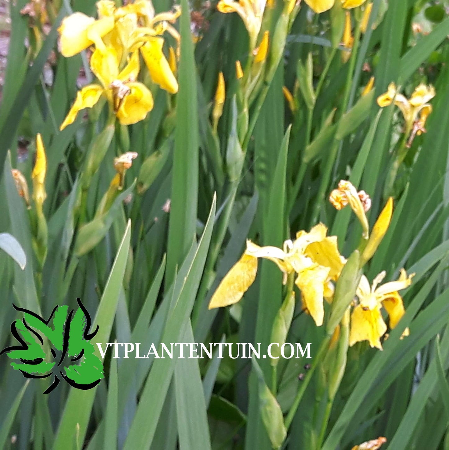 Gele lis Iris pseudacorus