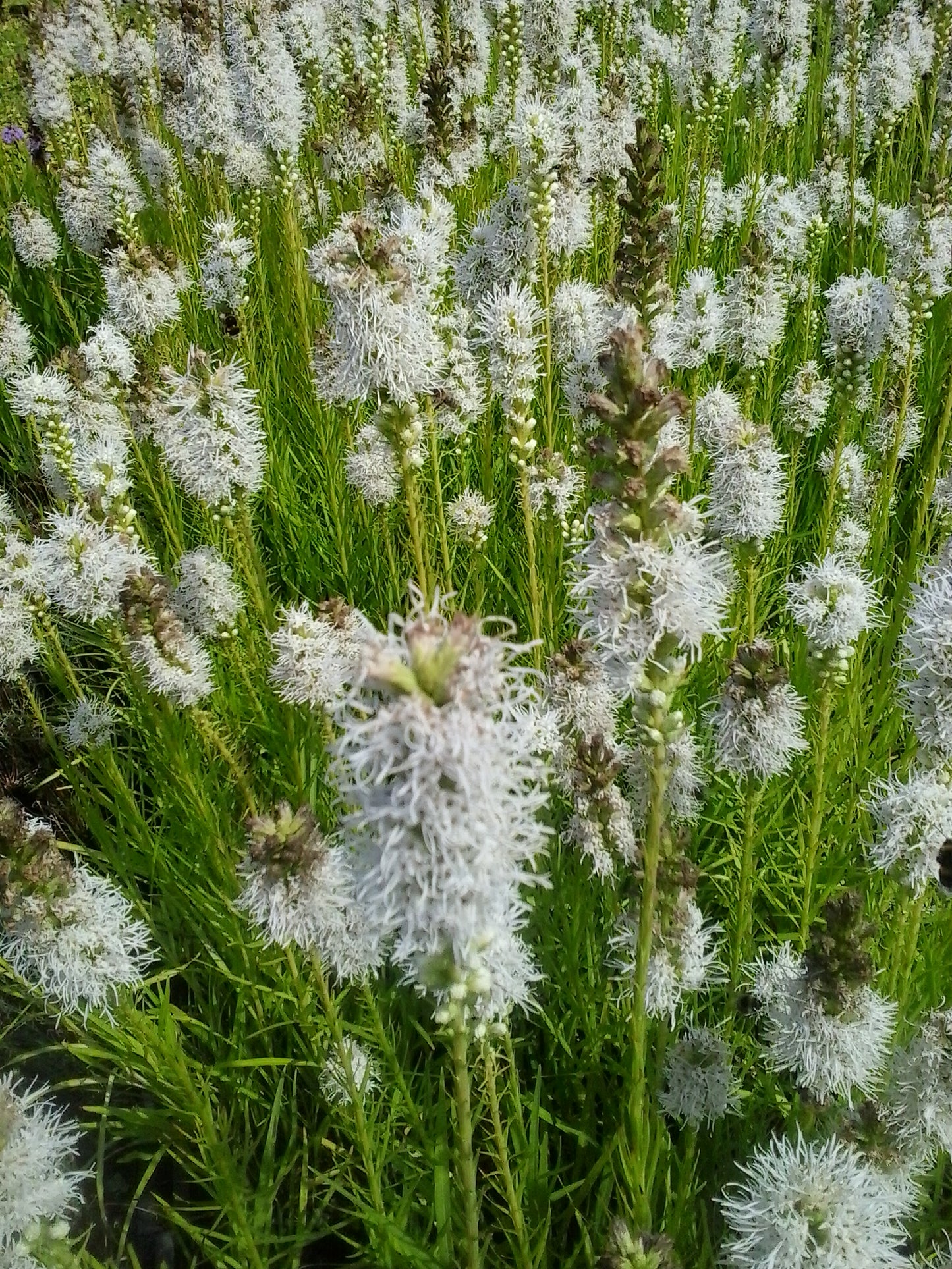 Liatris spicata 'Alba' Lampenpoetser