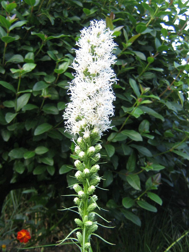 Liatris spicata 'Alba' Lampenpoetser