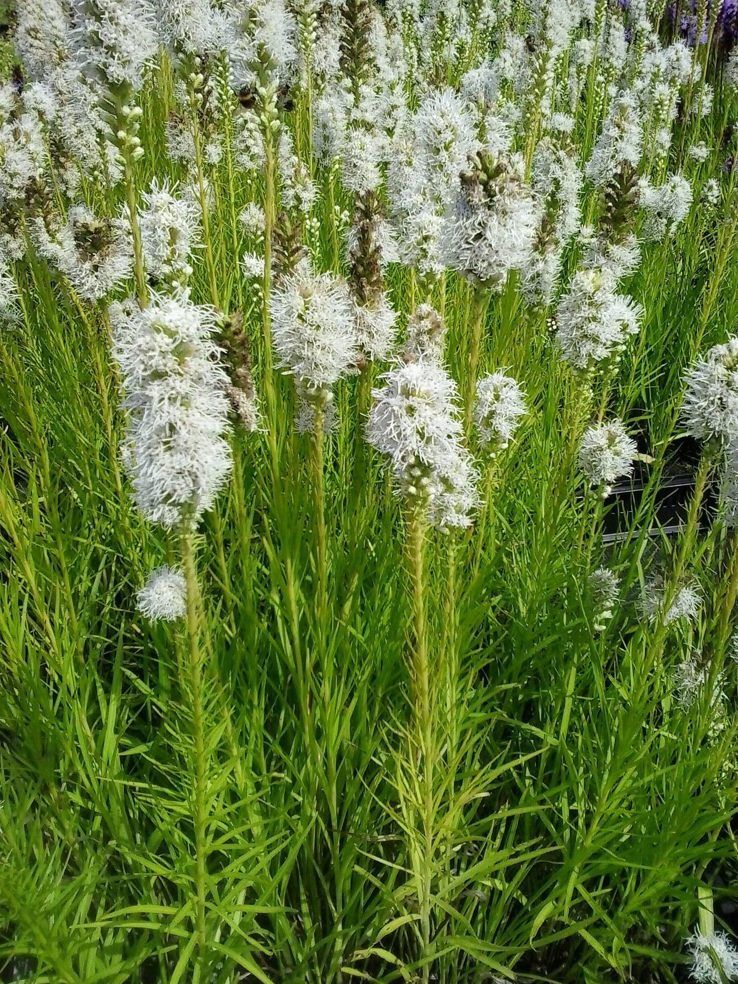 Liatris spicata 'Alba' Lampenpoetser