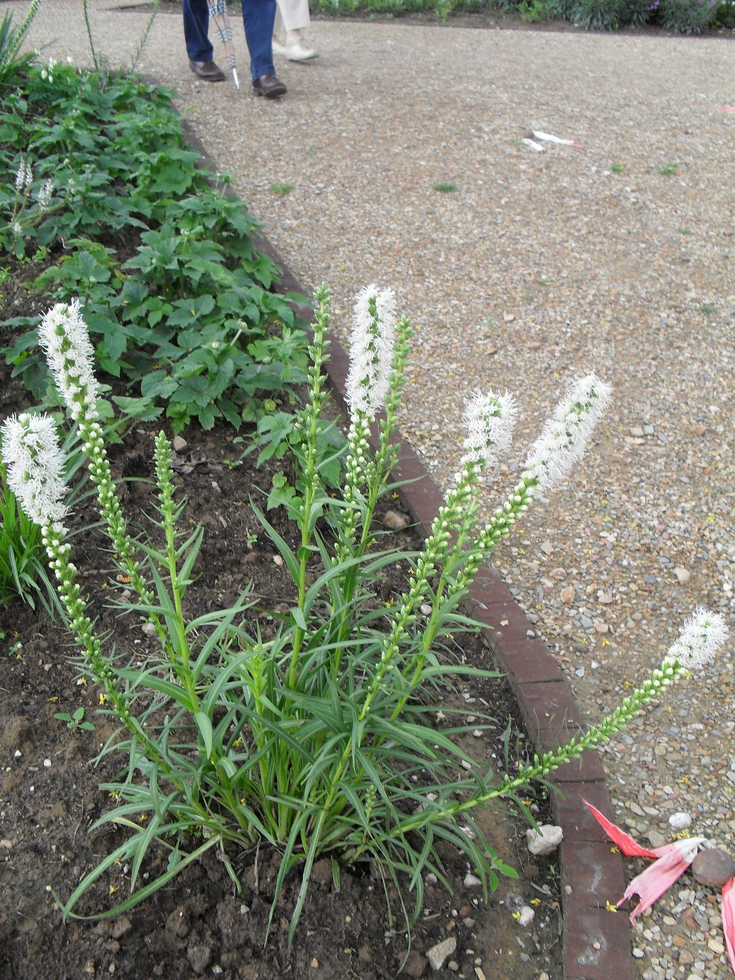 Liatris spicata 'Alba' Lampenpoetser