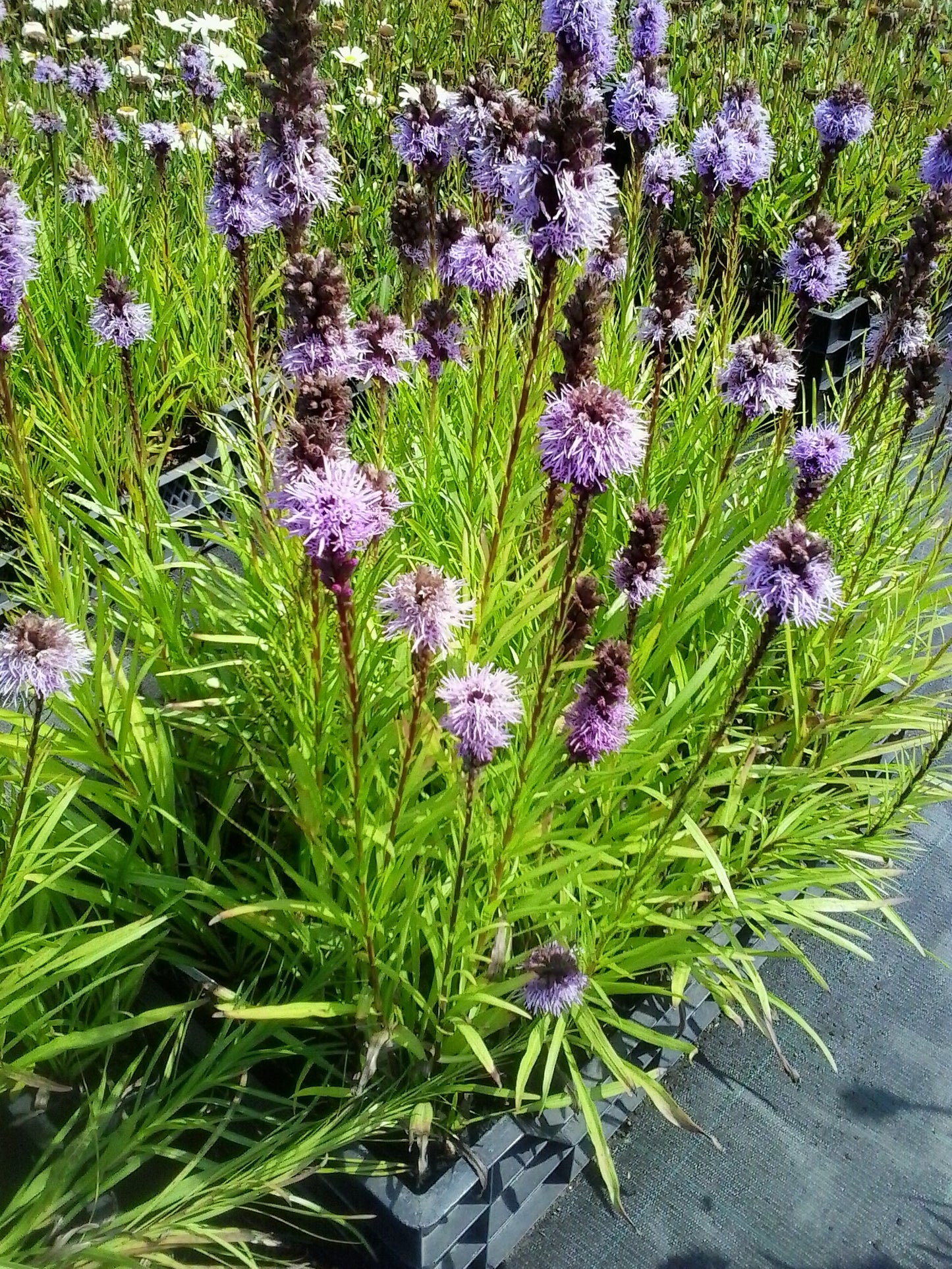 Liatris spicata purple Lampenpoetser