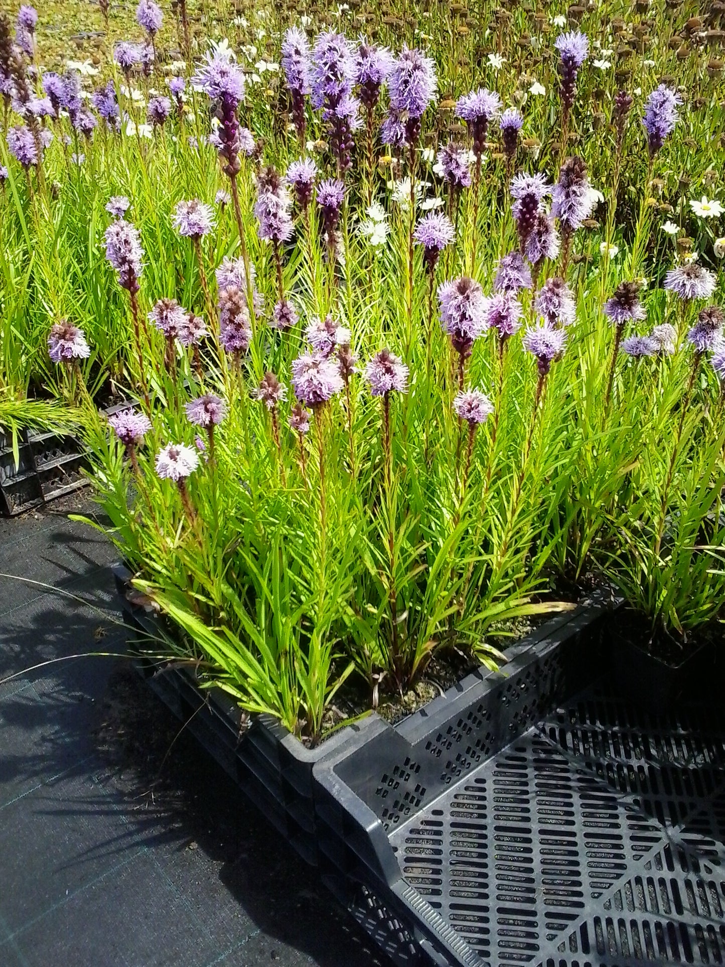 Liatris spicata purple Lampenpoetser