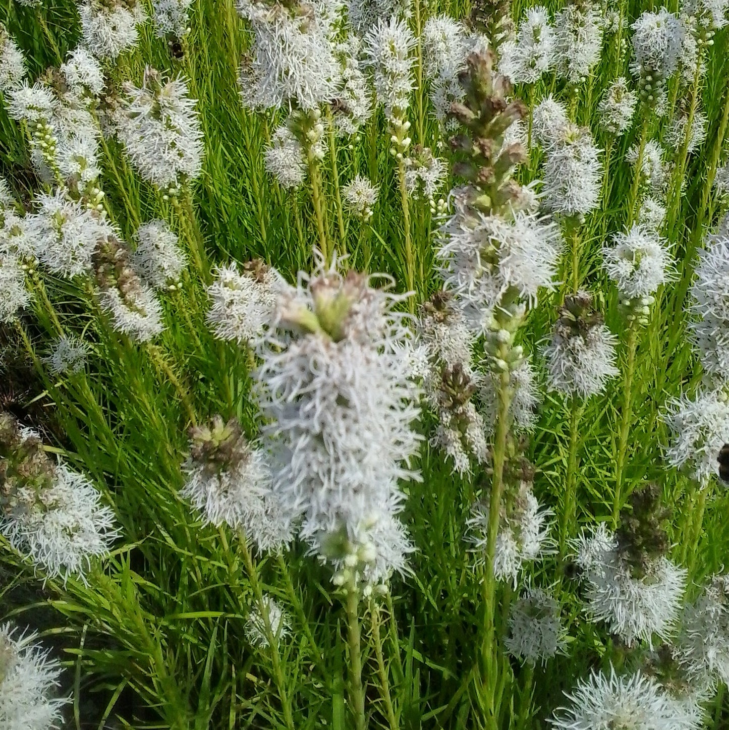 Liatris spicata 'Alba' Lampenpoetser