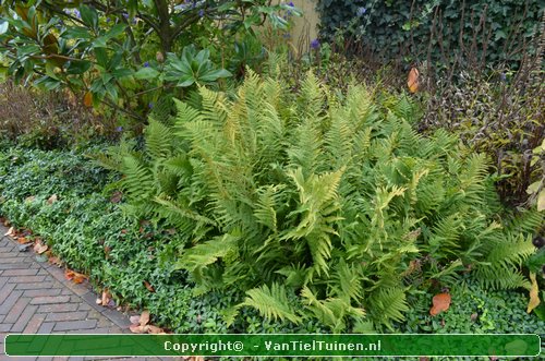 Mannetjesvaren Dryopteris filix-mas