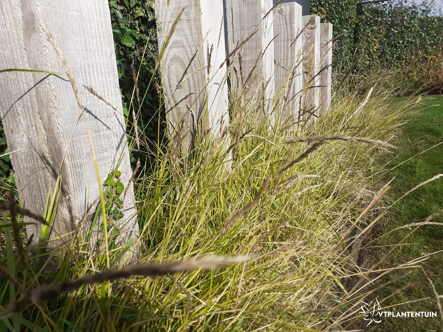 Sesleria autumnalis Blauwgras, Autumn Moor Grass