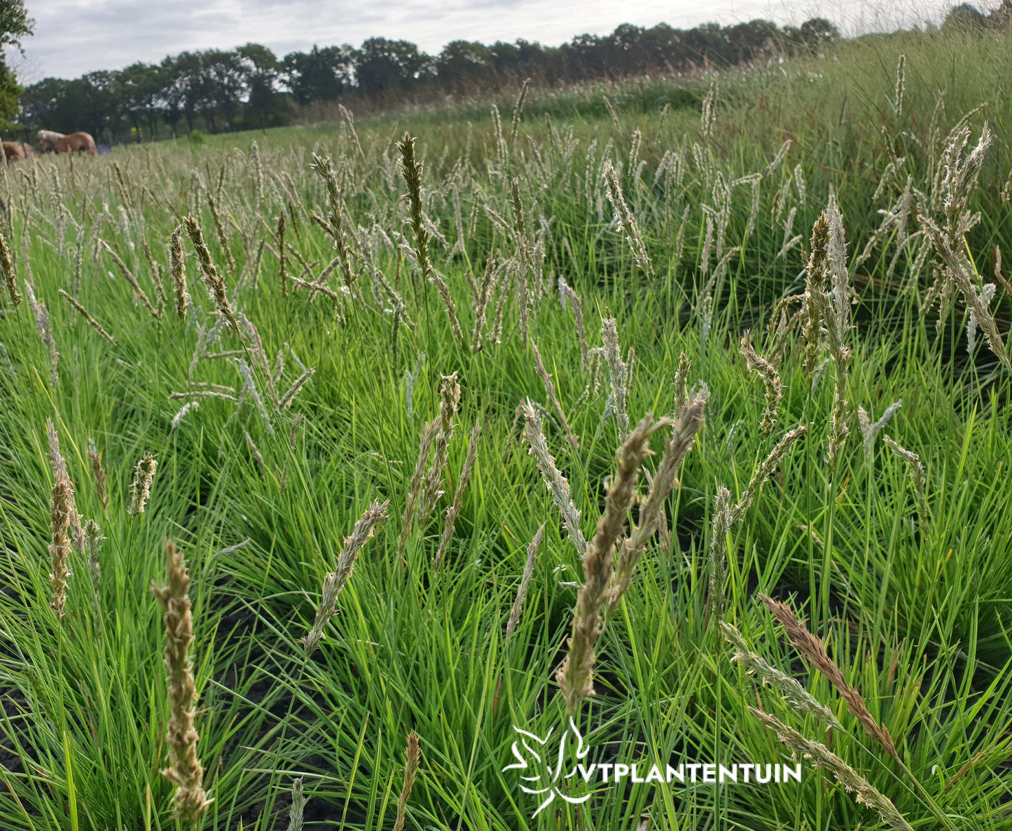 Sesleria autumnalis Blauwgras, Autumn Moor Grass