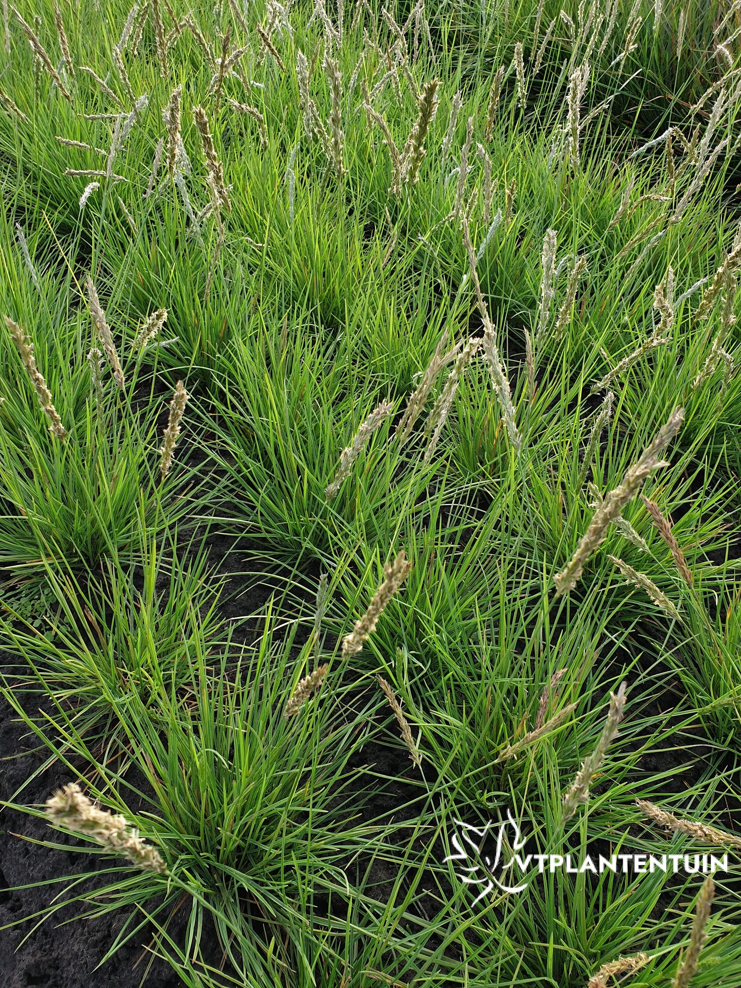 Sesleria autumnalis Blauwgras, Autumn Moor Grass