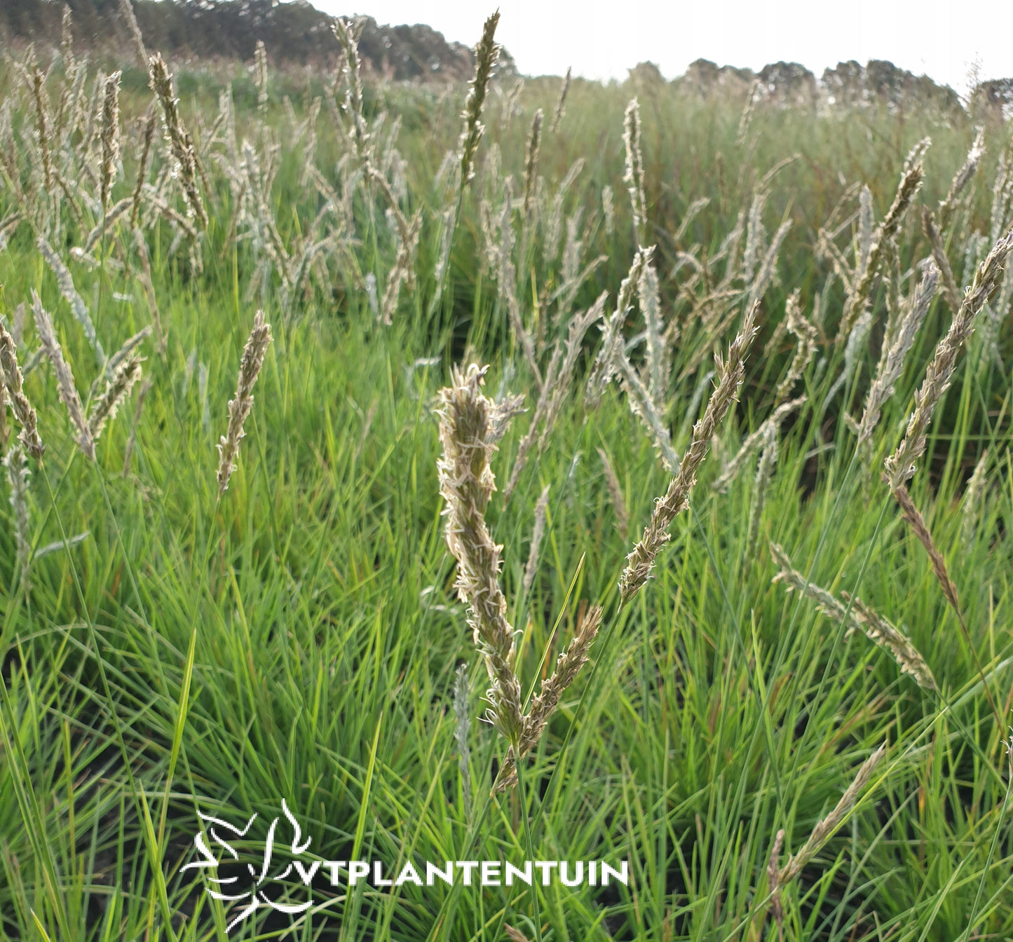 Sesleria autumnalis Blauwgras, Autumn Moor Grass