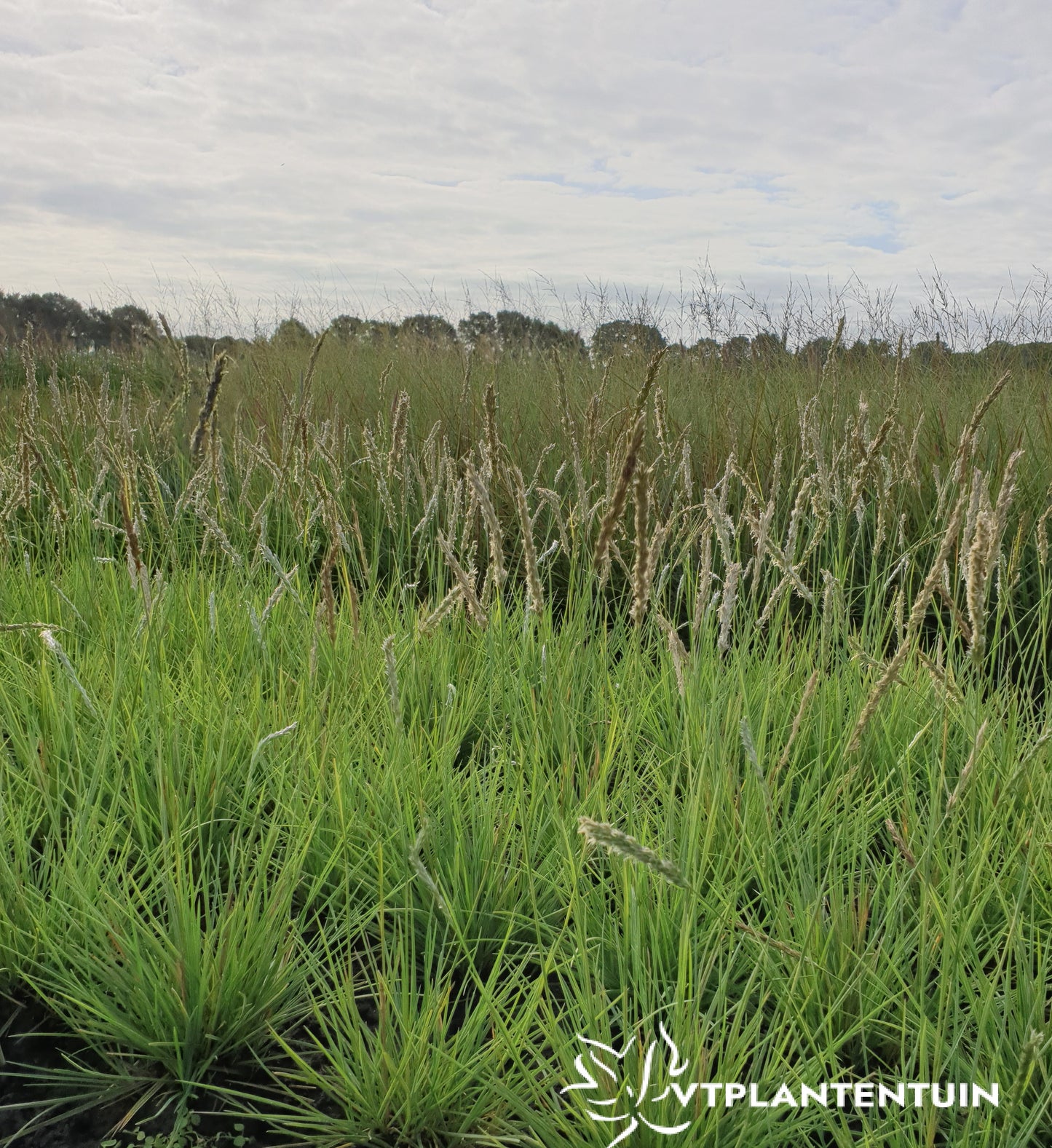 Sesleria autumnalis Blauwgras, Autumn Moor Grass