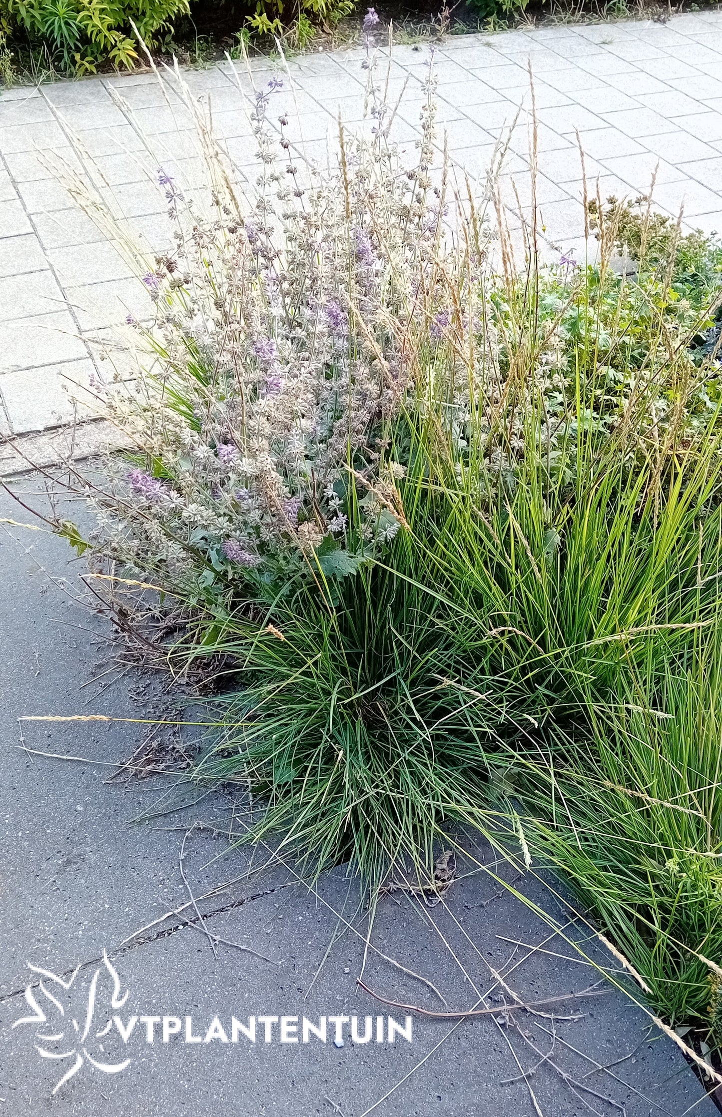 Sesleria autumnalis Blauwgras, Autumn Moor Grass