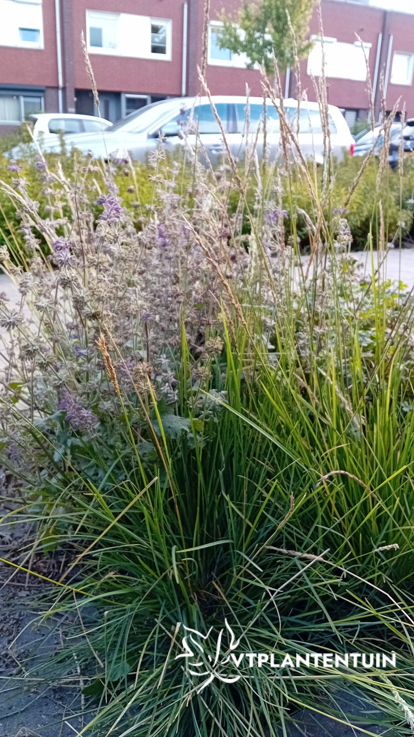 Sesleria autumnalis Blauwgras, Autumn Moor Grass